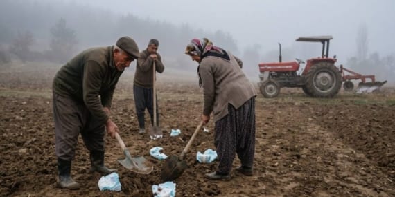 Toprağa binlerce bebek bezini gömmeye başladılar