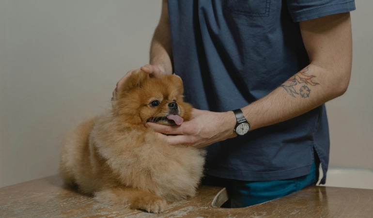 Nöbetçi Veteriner İstanbul: Yoğun Bakım Ne Zaman Gerekir?