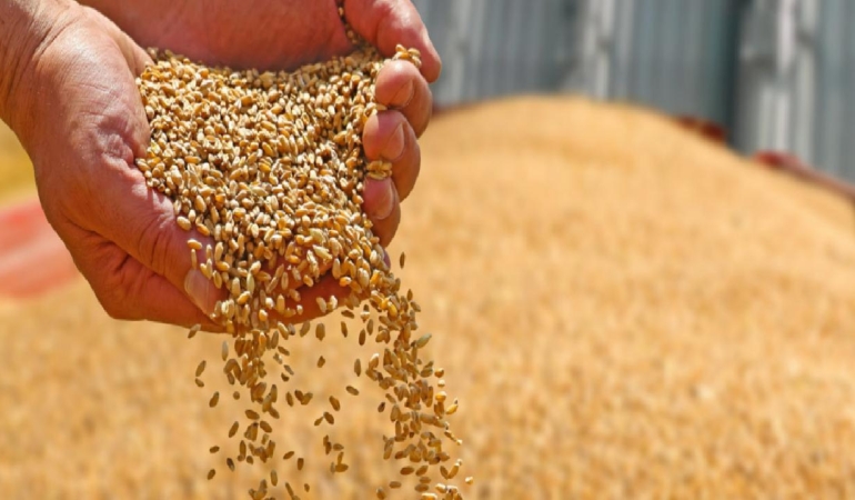 Önce kuraklık, sonra savaş… Buğday’da ‘arz krizi’ çanları