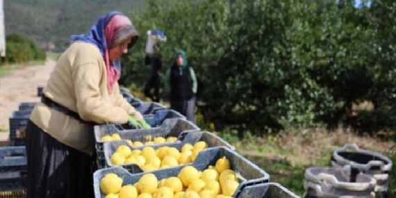 TÜİK’e göre limonda fiyat yıllık yüzde 410 yükseldi