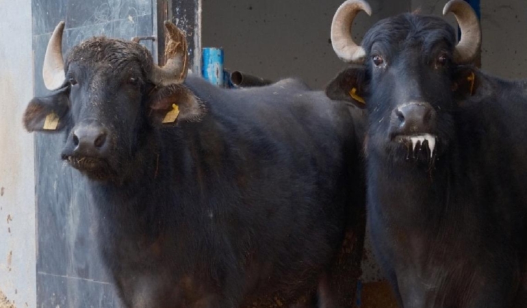Türkiye’nin yeni manda ırkı Murana’nın sütü bol ve yağlı