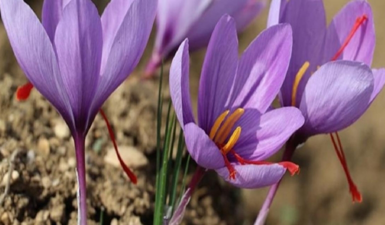 50 metrekarelik oda, 1,5 dönümlük tarla verimi sunuyor