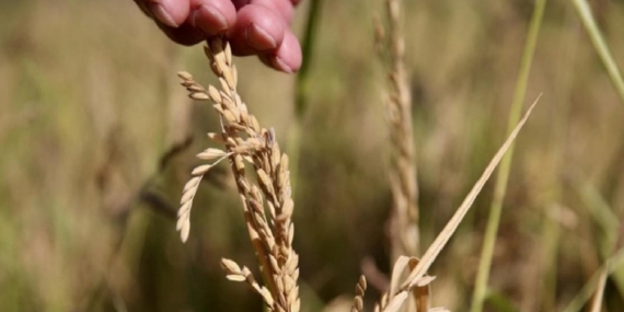 İklim krizi tarımı dönüştürüyor: Çözüm yerli ve ata tohumlarda