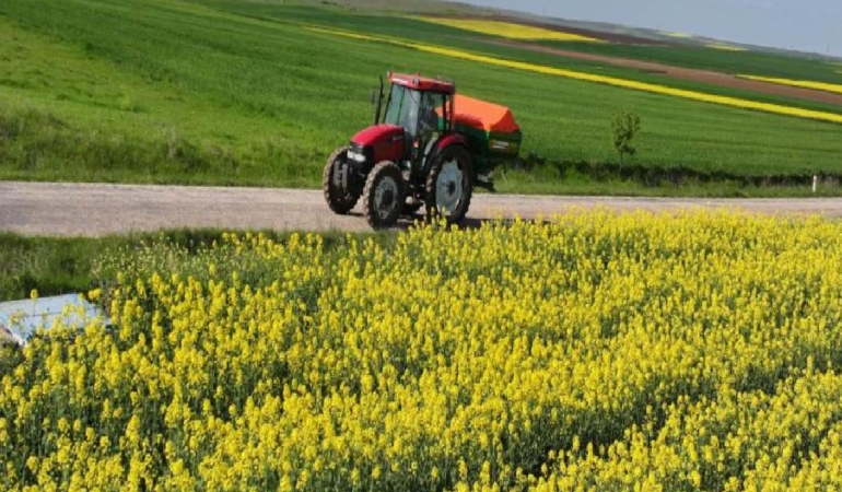 Kuraklık ayçiçeğini zorladı: Kanola tarlaların yeni gözdesi oldu