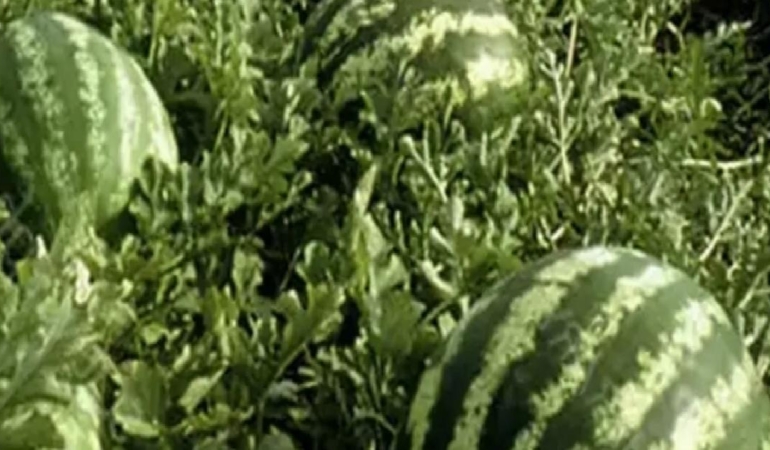 Tarım ÜFE’de yıllık artış yüzde 36,09’a ulaştı