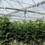 20-ton-hasat-bekleniyor-65-yas-ve-uzerine-ucretsiz-dagitilacak-gRRmw2qV.jpg