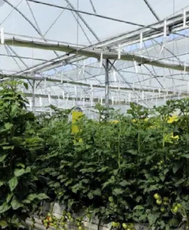 20-ton-hasat-bekleniyor-65-yas-ve-uzerine-ucretsiz-dagitilacak-gRRmw2qV.jpg