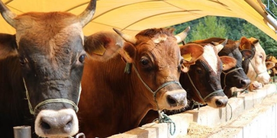 Kurban Bayramı tatili 9 gün olacak mı? Bakandan açıklama geldi