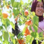 adanada-erkenci-hasat-basladi-binbir-emekle-ekiliyor-bahcede-kilogrami-60-80-tl-VkfYGBOt.jpg