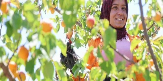 Adana’da erkenci hasat başladı: Binbir emekle ekiliyor, bahçede kilogramı 60-80 TL