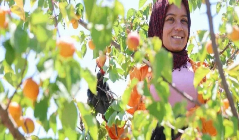 Adana’da erkenci hasat başladı: Binbir emekle ekiliyor, bahçede kilogramı 60-80 TL