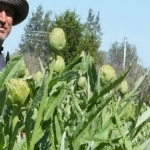 aydinin-yesil-altini-icin-600-km-yol-katediyorlar-eDaFbwRx.jpg