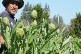 aydinin-yesil-altini-icin-600-km-yol-katediyorlar-eDaFbwRx.jpg