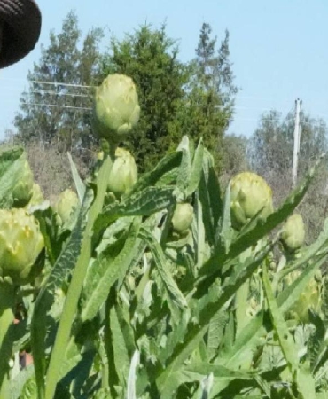 aydinin-yesil-altini-icin-600-km-yol-katediyorlar-eDaFbwRx.jpg