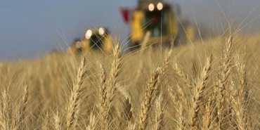 faodan-kuresel-bugday-uretimi-uyarisi-jX2MT8bs.jpg