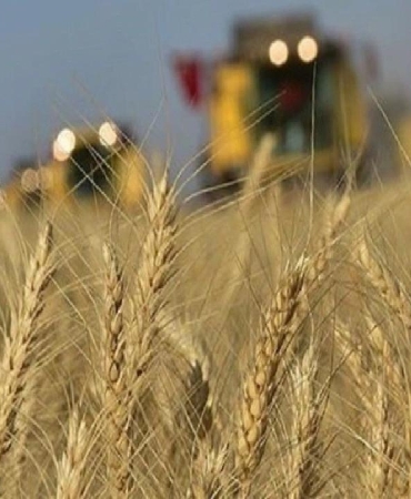 faodan-kuresel-bugday-uretimi-uyarisi-jX2MT8bs.jpg