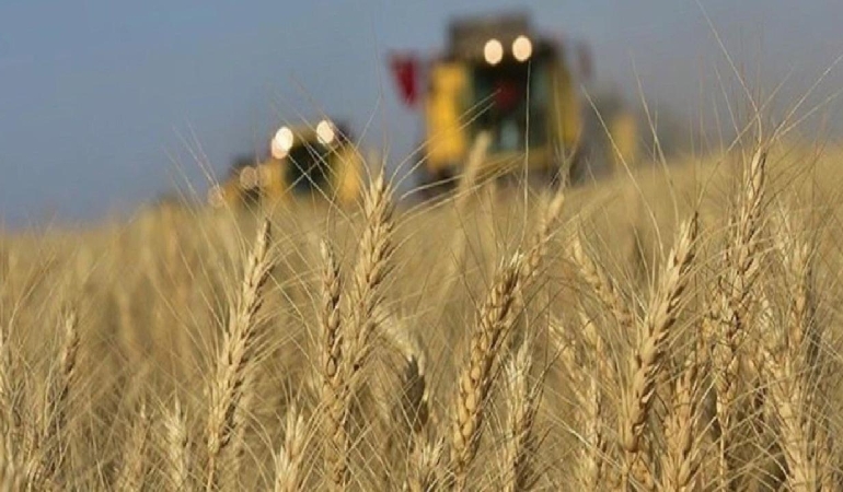 FAO’dan küresel buğday üretimi uyarısı