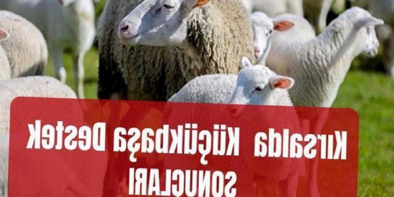 Kırsalda Bereket Küçükbaşa Destek Projesi SONUÇLARI: Kırsalda Bereket Küçükbaşa Destek Projesi sonuçları açıklandı mı, ne zaman açıklanacak?